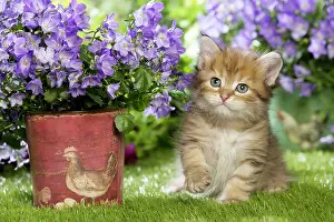 Campanula: Cat