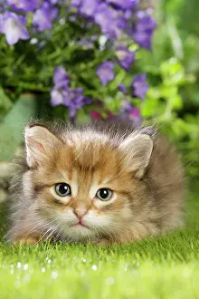 Cute Kittens By Jean-Michel Labat: Cat