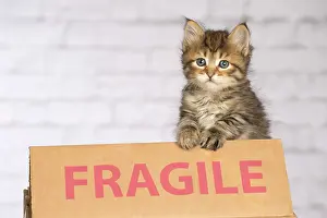 Signs: Cat
