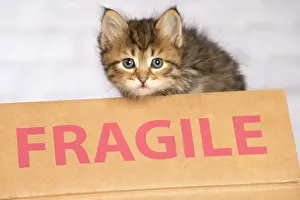 Signs: Cat