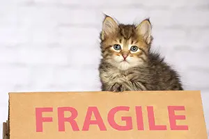 Signs: Cat