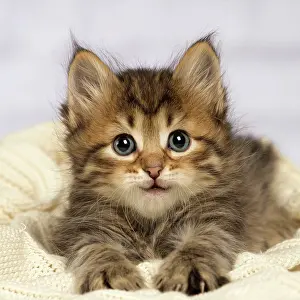 Cat - Siberian kitten lying down