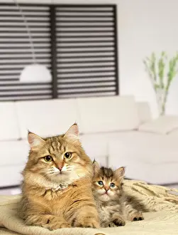 Hugs: Cat