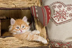 Frames: Cat - Siberian Kitten - in old picture frame