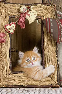 Frames: Cat - Siberian Kitten - in old picture frame