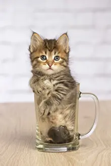 Pint: Cat