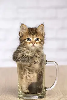 Pint: Cat