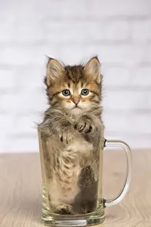 Pint: Cat