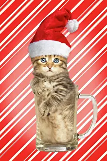 Pint: Cat Siberian kitten in pint glass wearing Christmas