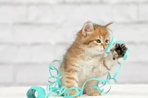 Tape: Cat - Siberian kitten - playing with decoration tape