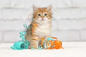 Tape: Cat - Siberian kitten - playing with decoration tape