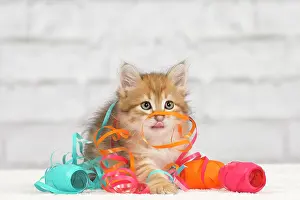 Tape: Cat - Siberian kitten - playing with decoration tape
