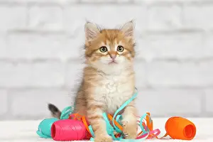 Tape: Cat - Siberian kitten - playing with decoration tape