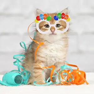 260420: Cat - Siberian kitten - playing with decoration tape