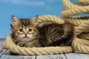 Ropes: Cat