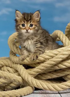 Ropes: Cat