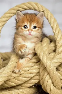 Ropes: Cat