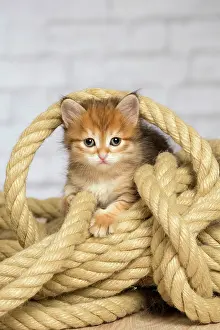Ropes: Cat