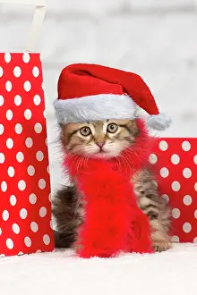 260420: Cat - Siberian kitten - with scarf and gift bags