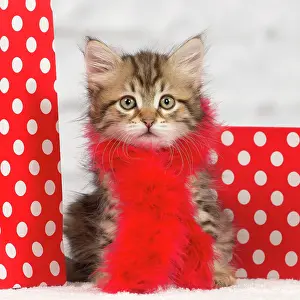Scarves: Cat - Siberian kitten - with scarf and gift bags