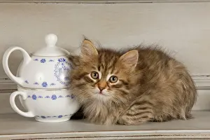 Shelves: Cat - Siberian Kitten - on shelf with tea cup