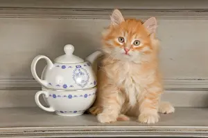 Shelves: Cat - Siberian Kitten on shelf with tea cup