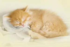 Eyes Closed: Cat - Siberian kitten sleeping