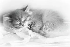 Eyes Closed: Cat - Siberian kitten sleeping