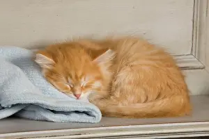 Eyes Closed: Cat - Siberian Kitten - sleeping