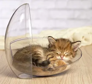 Bowls: Cat