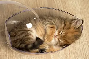 Bowls: Cat