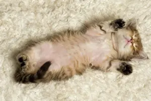 Innocent: Cat