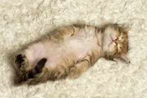 Innocent: Cat