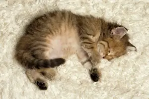 Innocent: Cat