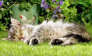 Innocent: Cat
