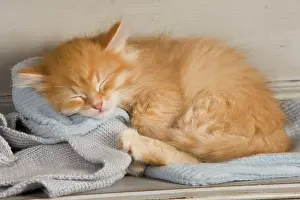 Jean-michel Labat: Cat - Siberian Kitten - sleeping