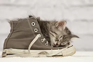 Trainer: Cat - Siberian kitten - sleeping on old shoe /