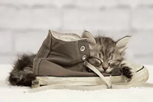 Trainer: Cat - Siberian kitten - sleeping on old shoe /
