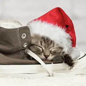 Napping: Cat - Siberian kitten - sleeping on old shoe / trainer