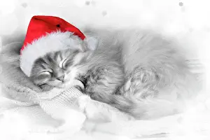 Eyes Closed: Cat - Siberian kitten sleeping wearing Christmas hat