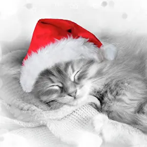 Eyes Closed: Cat - Siberian kitten sleeping wearing Christmas hat