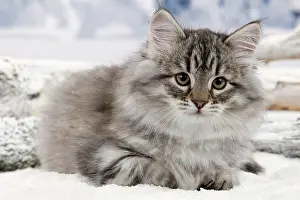 Icey: Cat - Siberian Kitten in snow