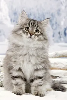 Icey: Cat - Siberian Kitten in snow