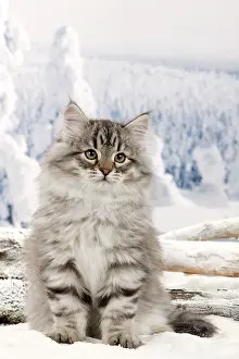 Icey: Cat - Siberian Kitten in snow