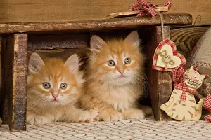 Benches: Cat - Siberian Kittens