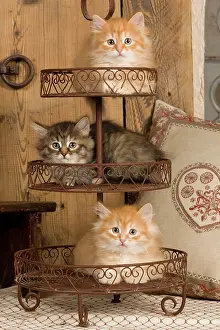 Holder: Cat - Siberian Kittens