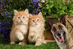 Shock: Cat - Siberian Kittens
