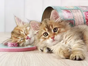 Tins: Cat - Siberian kittens