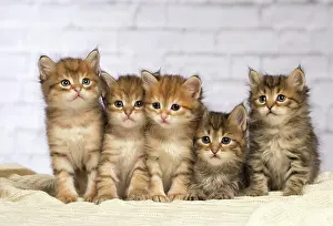 Cute Kittens By Jean-Michel Labat: Cat