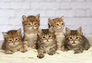 Cute Kittens By Jean-Michel Labat: Cat